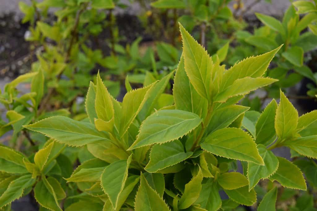 Forsythia x intermedia 'Lynwood Variety' 60-80 cm